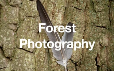 Photography in the Forest Tips and Tricks
